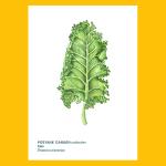 Mini Bitki Posteri - Kale
