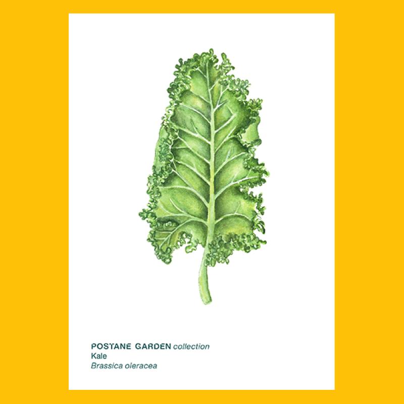 Mini Bitki Posteri - Kale