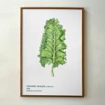 Mini Bitki Posteri - Kale