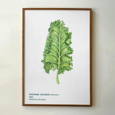 Mini Bitki Posteri - Kale