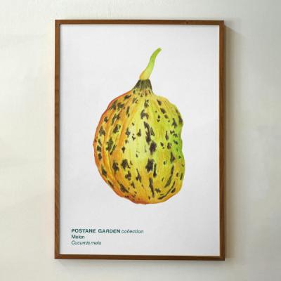 Mini Bitki Posteri - Kavun