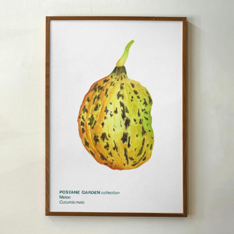 Mini Bitki Posteri - Kavun