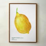 Mini Bitki Posteri - Limon